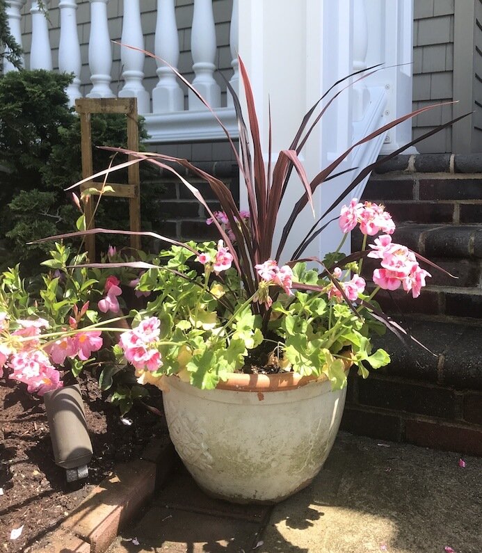 pink-mega-splash-geranium-flower-and tropical-plant