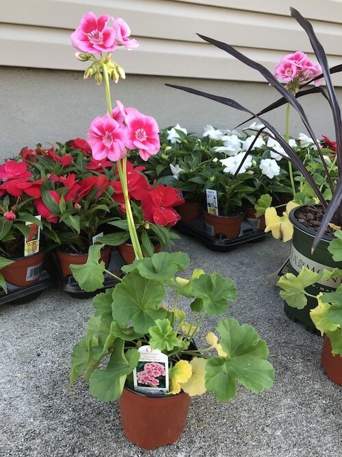 pink-mega-splash-geranium-flower-in-pot