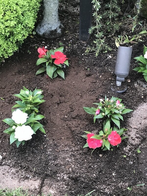 red-and-white-new-guinea-impatiens