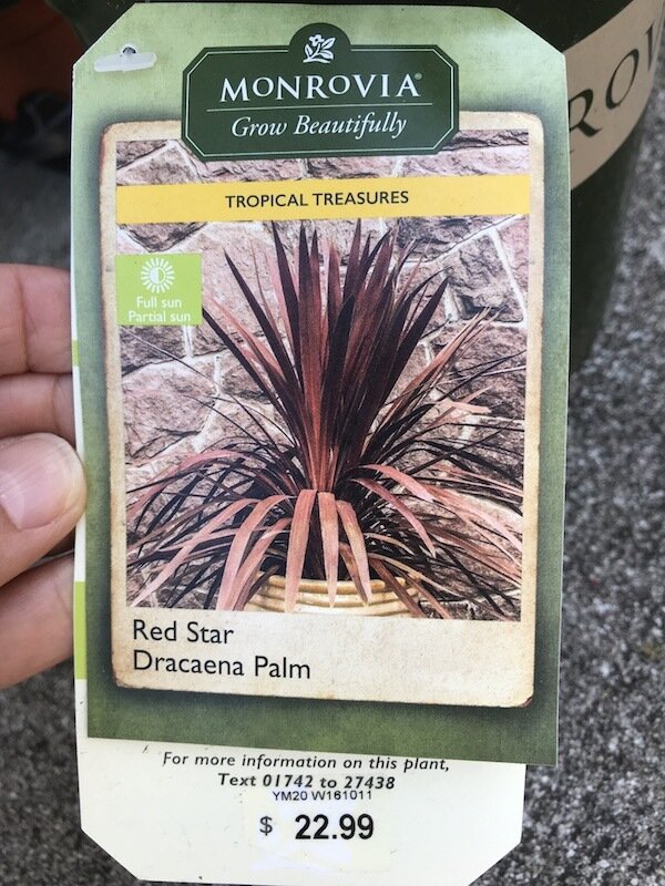 red-star-dracaena-palm-tropical-treasure-plant