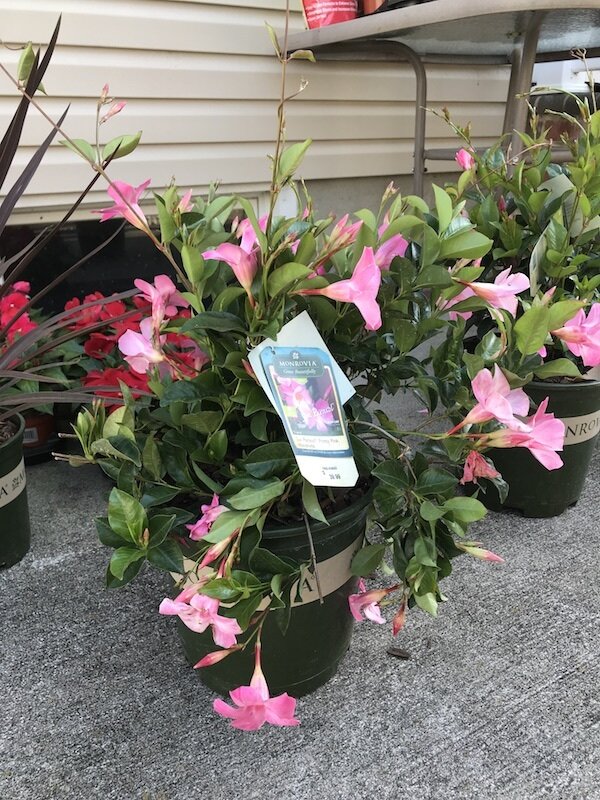 sun-parasol-pretty-pink-mandevilla-tropical-flower